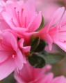 Azalea japonica 'Madame Albert  Van Hecke' (Japanse azalea)