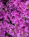 Azalea japonica 'Mercator' (Japanse azalea)