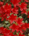 Azalea japonica 'Moederkensdag' (Japanse azalea)