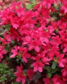 Azalea japonica 'Stewartstown' (Japanse azalea)