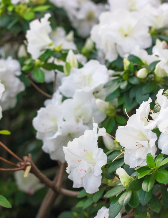 Azalea japonica 'White Lady' (Japanse azalea)