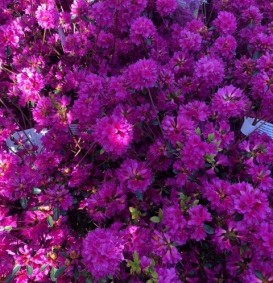 Azalea japonica 'Amoena' (japanse azalea)