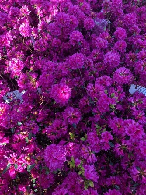 Azalea japonica 'Amoena' (japanse azalea)