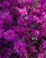 Azalea japonica 'Amoena' (japanse azalea)