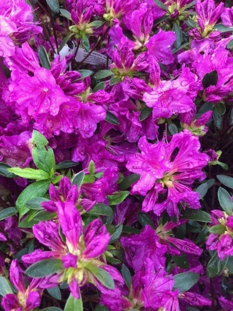 Azalea japonica 'Blauwe Donau' (Japanse azalea)