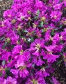 Azalea japonica 'Blauwe Donau' (Japanse azalea)