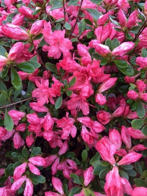 Azalea japonica 'Blaauw's Pink' (Japanse azalea)