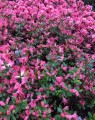 Azalea japonica 'Blaauw's Pink' (Japanse azalea)