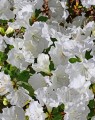 Azalea encore® 'Pure White'