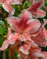 Azalea encore® 'Sunburst' Azalea encore® 'Sunburst'