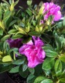 Azalea Encore® 'majesty'