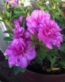 Azalea Encore® 'majesty'