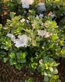 Azalea encore® 'Pure White'