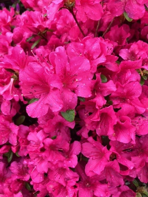 Azalea japonica 'Exelsior' (Japanse azalea)