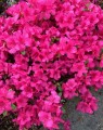 Azalea japonica 'Exelsior' (Japanse azalea)