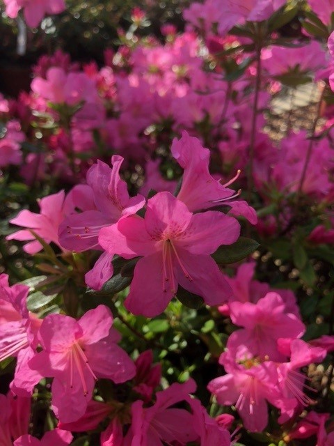 Azalea japonica 'Gilbert Mullie' (Japanse azalea)