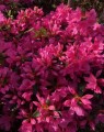 Azalea japonica 'Gilbert Mullie' (Japanse azalea)