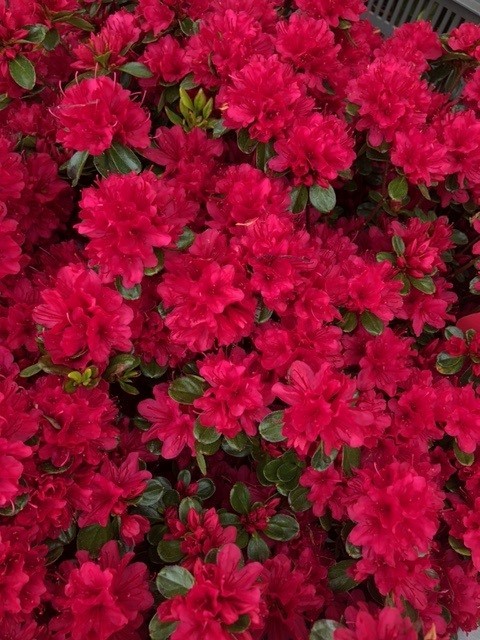 Azalea japonica 'Hino-Crimson' (Japanse azalea)