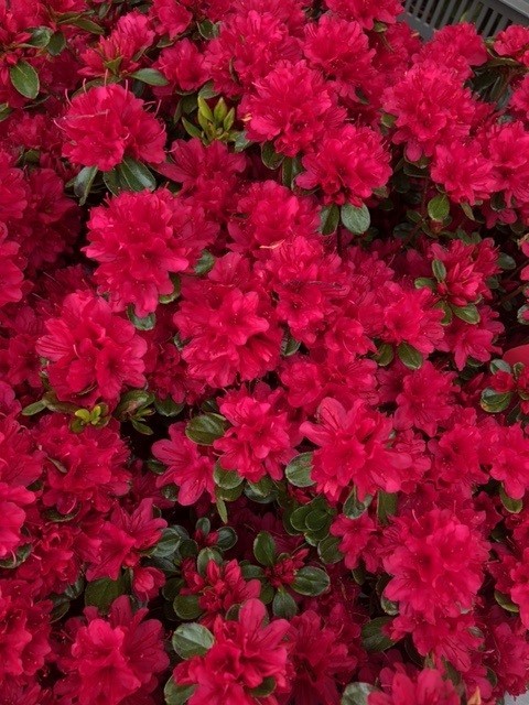 Azalea japonica 'Hino-Crimson' (Japanse azalea)