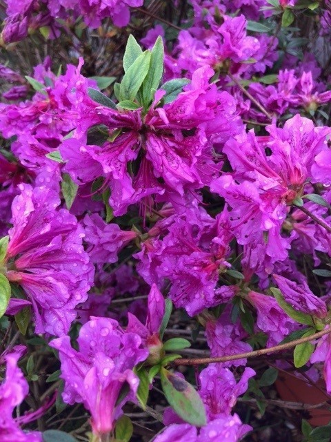 Azalea japonica 'Mercator' (Japanse azalea)