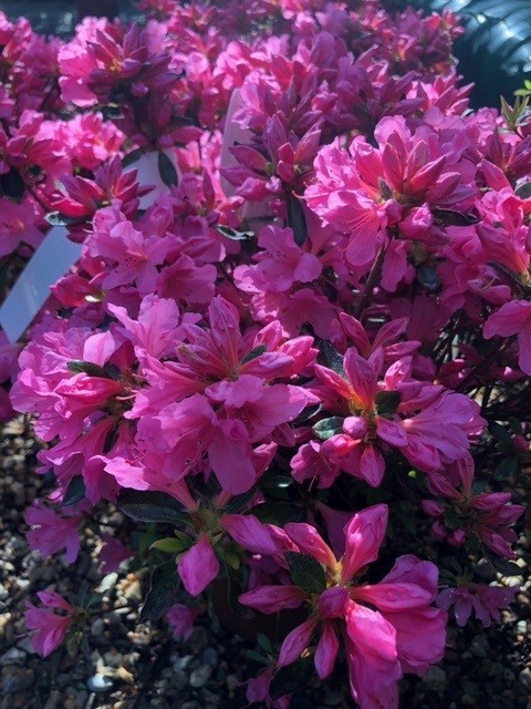 Azalea japonica 'Madame Albert  Van Hecke' (Japanse azalea)