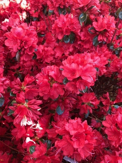 Azalea japonica 'Stewartstown' (Japanse azalea)