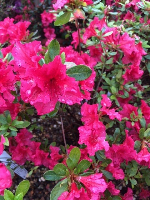 Azalea japonica 'Vuyck's Scarlet' (Japanse azalea)