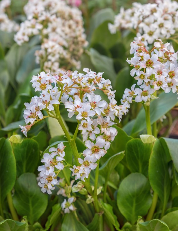 Bergenia 'Bressingham White' (Schoenlappersplant)
