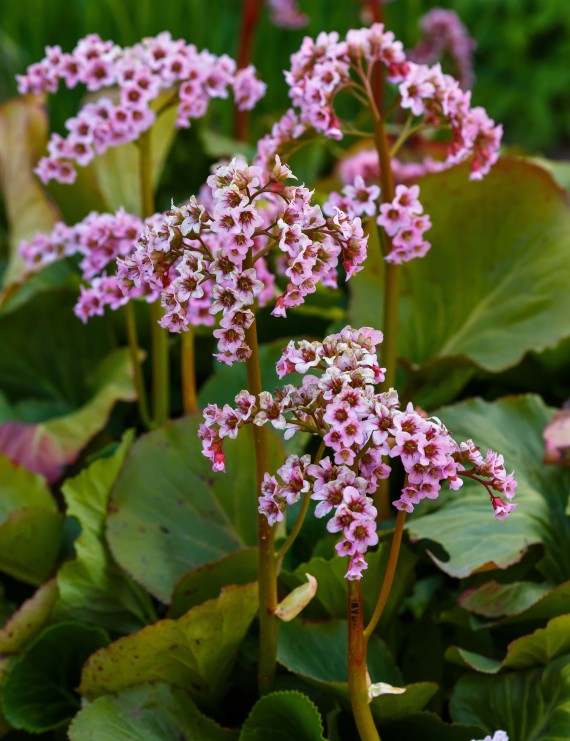 Bergenia cordifolia (Schoenlappersplant)