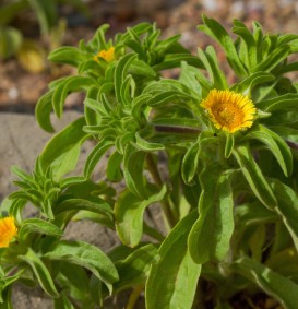 Buphthalmum salicifolium (Koeienoog)