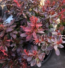 Berberis thunbergii 'Bagatelle' (Zuurbes)