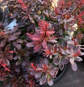 Berberis thunbergii 'Bagatelle' (Zuurbes)