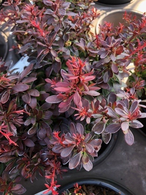 Berberis thunbergii 'Bagatelle' (Zuurbes)