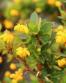 Berberis buxifolia 'Nana' (Zuurbes)