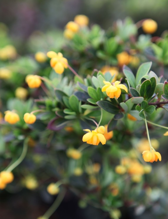Berberis buxifolia 'Nana' (Zuurbes)