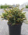 Berberis buxifolia 'Nana' (Zuurbes)