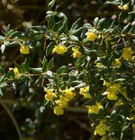 Berberis frikartii 'Amstelveen' (Zuurbes) Berberis frikartii 'Amstelveen' (Zuurbes)