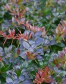 Berberis media 'Red Jewel' (Zuurbes)