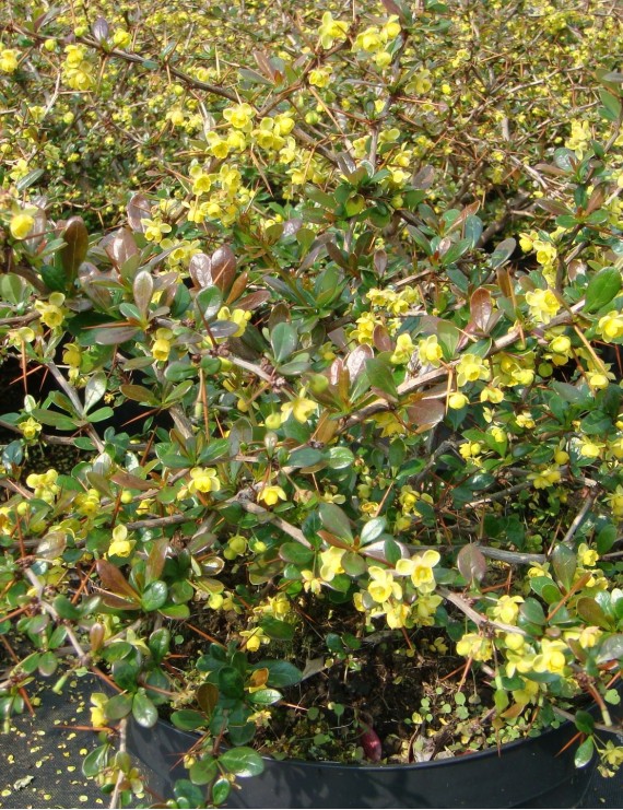 Berberis media 'Red Jewel' (Zuurbes)