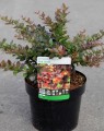 Berberis media 'Red Jewel' (Zuurbes)