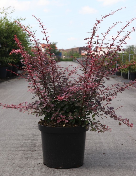 Berberis thunbergii 'Rose Glow' (Zuurbes)