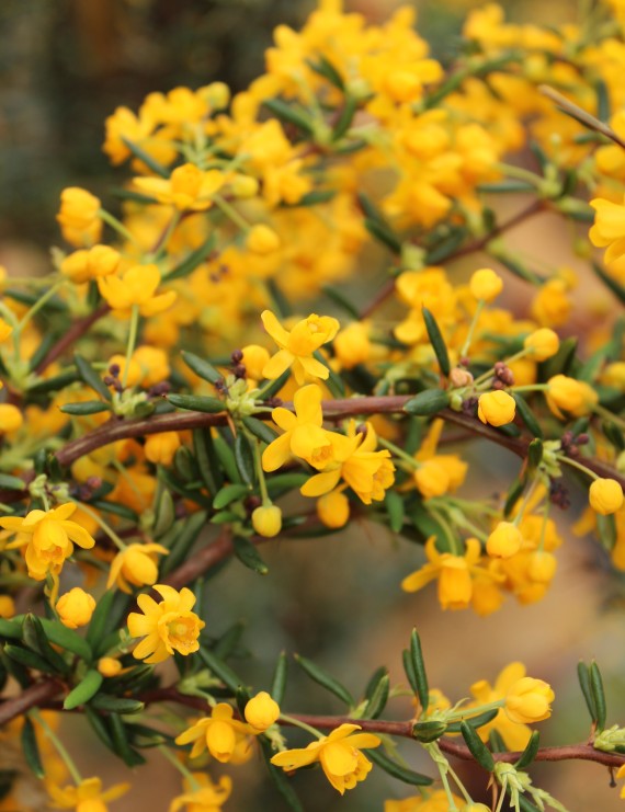 Berberis stenophylla (Zuurbes)