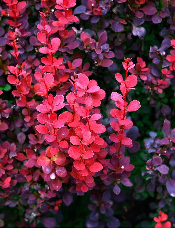 Berberis thunbergii 'Red Rocket' (Zuurbes)