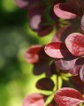 Berberis thunbergii 'Bagatelle' (Zuurbes)