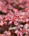 Berberis thunbergii 'Rose Glow' (Zuurbes)