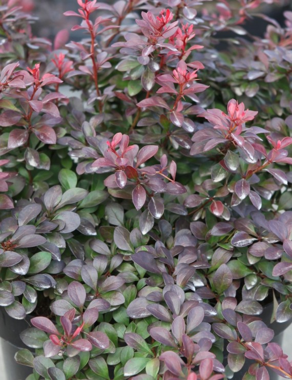 Berberis thunbergii 'Atropurpurea Nana' (Zuurbes)