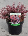 Berberis thunbergii 'Atropurpurea Nana' (Zuurbes)