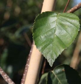 Betula jacquemontii (=Betula utilis) (Sneeuwwitte berk)