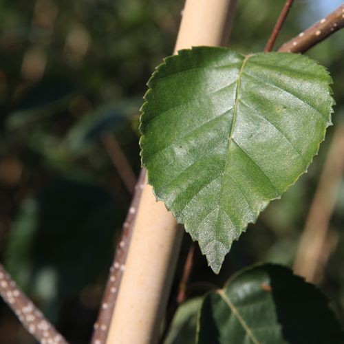 Betula jacquemontii (=Betula utilis) (Sneeuwwitte berk)