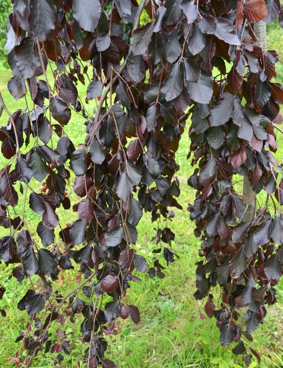 Betula pendula 'Purpurea' (Purpere berk)